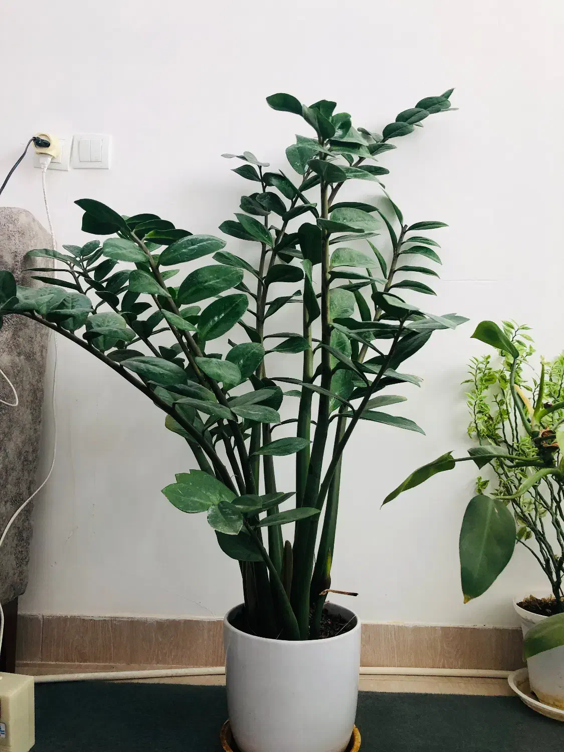 گل زانفوریا|گل و گیاه طبیعی|سبزوار, قاضی زاد|دیوار