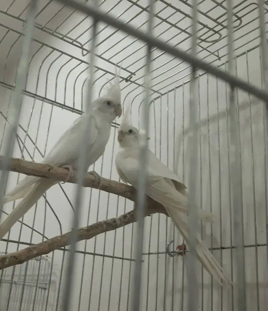 جفت مولد عروس هلندی آلبینو بالغ و اماده چشم شرابی|پرنده|گلستان (تهران), |دیوار