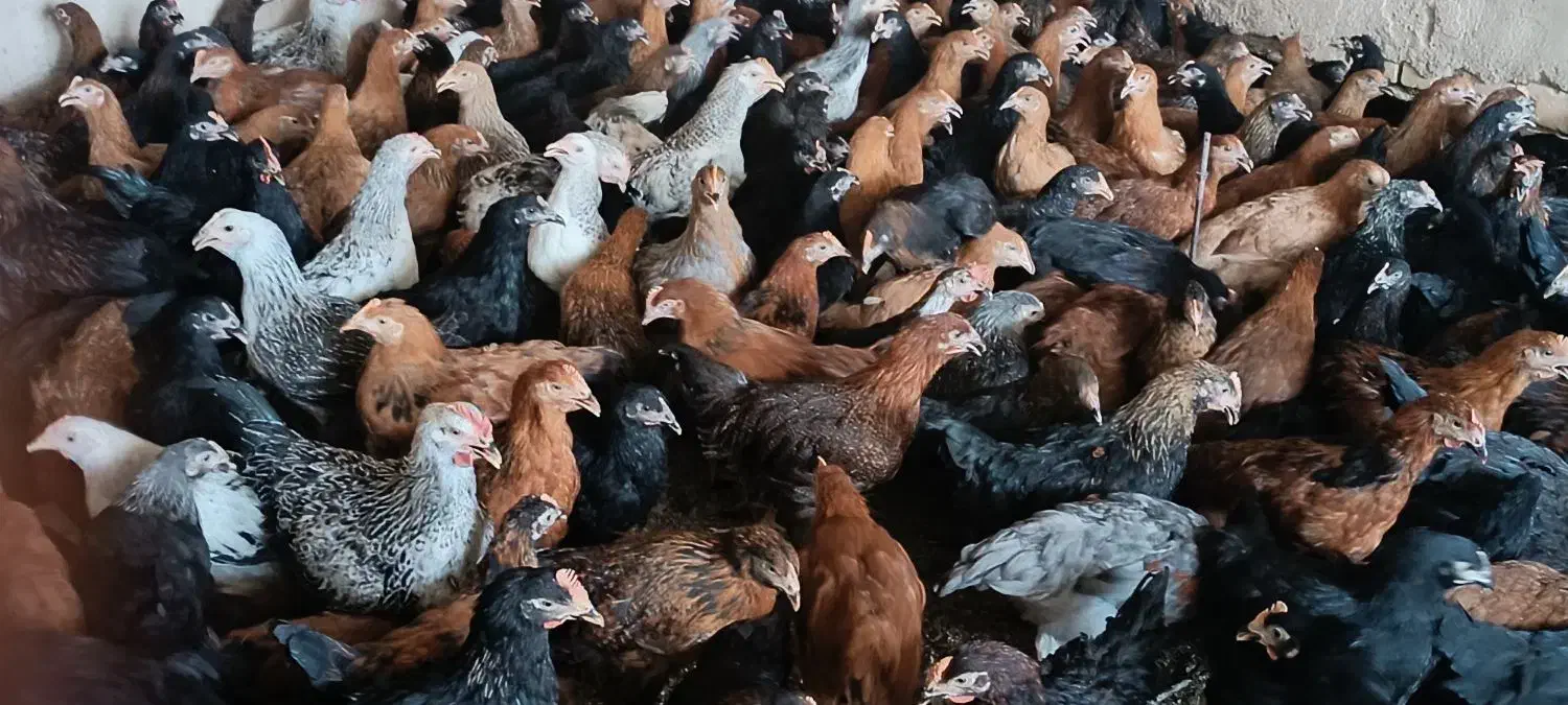 دوتک مرغ گلپایگانی جهادی  ۳ماهه ونیم|حیوانات مزرعه|فلاورجان, |دیوار