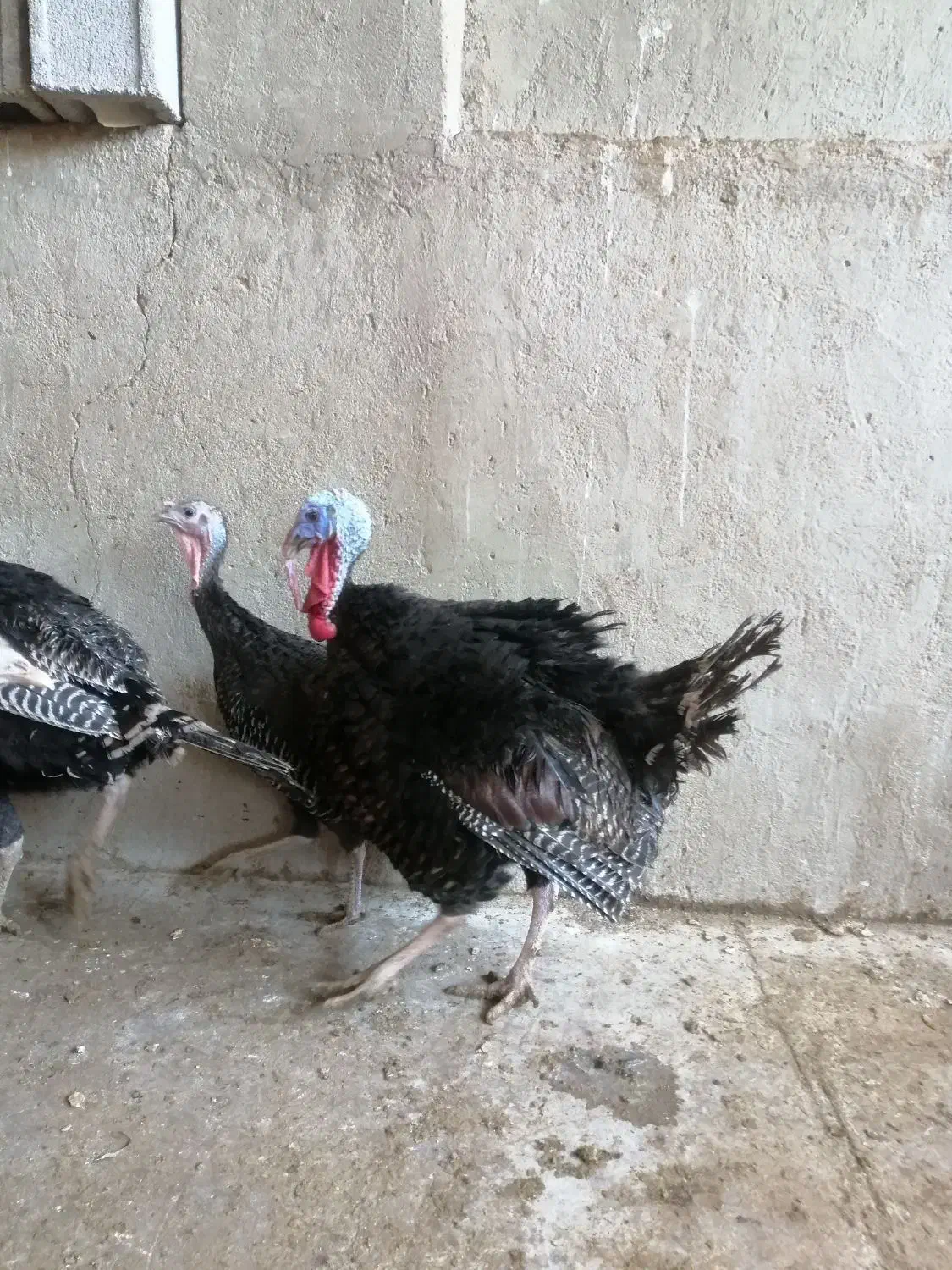 بوقلمون برنز محلی همراه تخم بوقلمون کاملا خانگی|حیوانات مزرعه|شیراز, کرونی(خاتونک)|دیوار