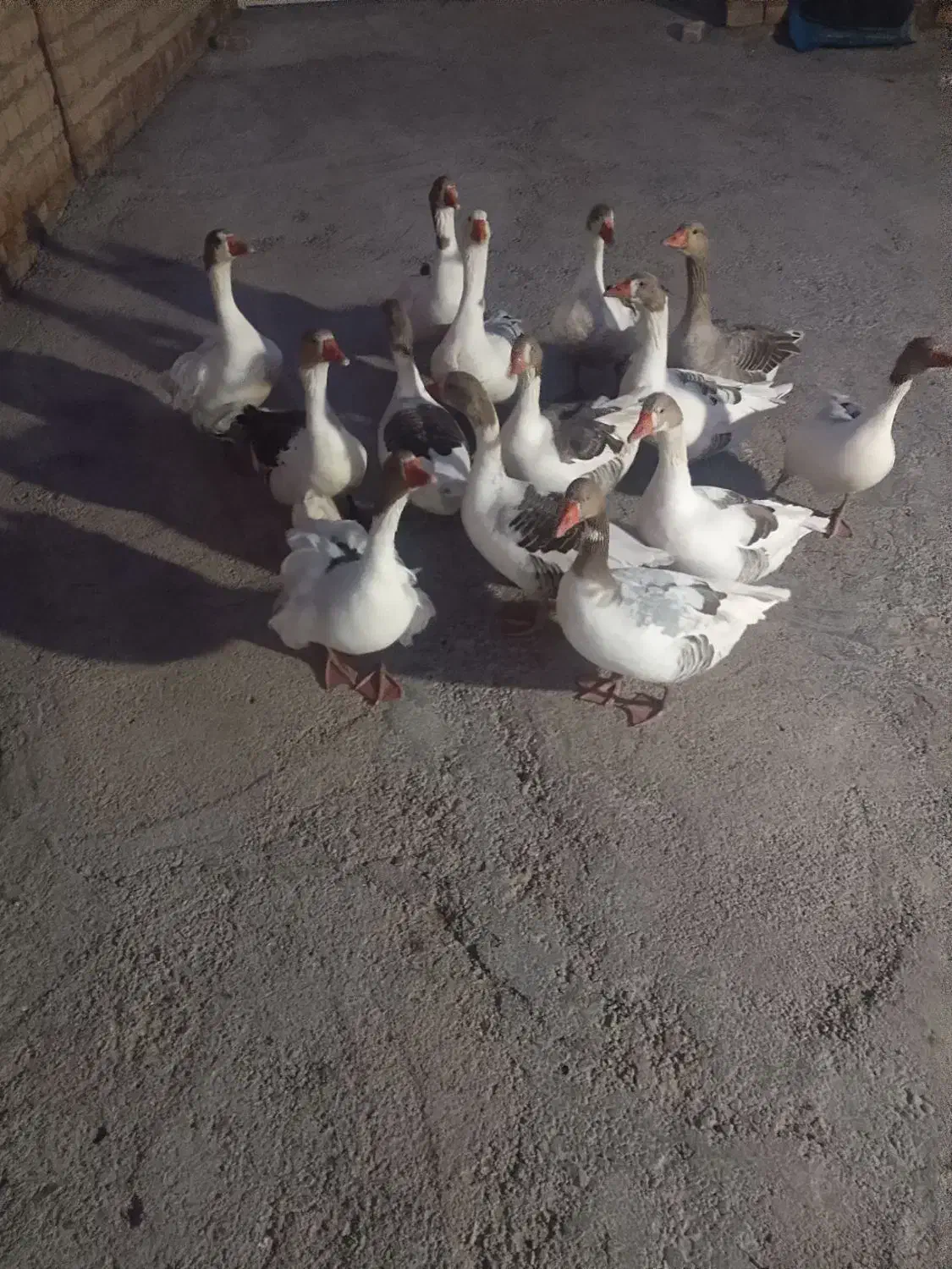 غاز|حیوانات مزرعه|فیروزآباد (لرستان), |دیوار