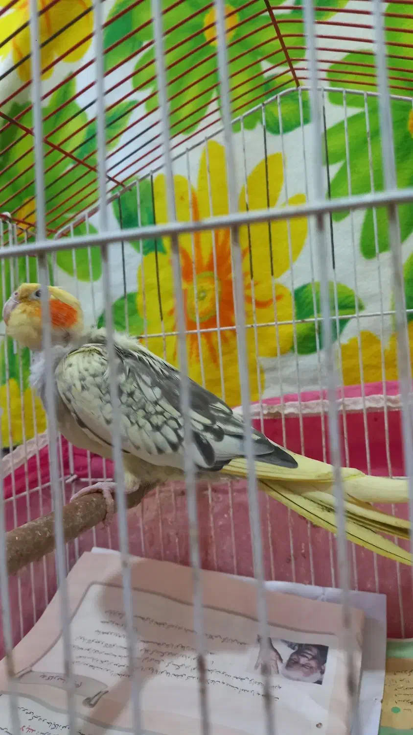 عروس هلندی ماده مولد|پرنده|طبقده, |دیوار