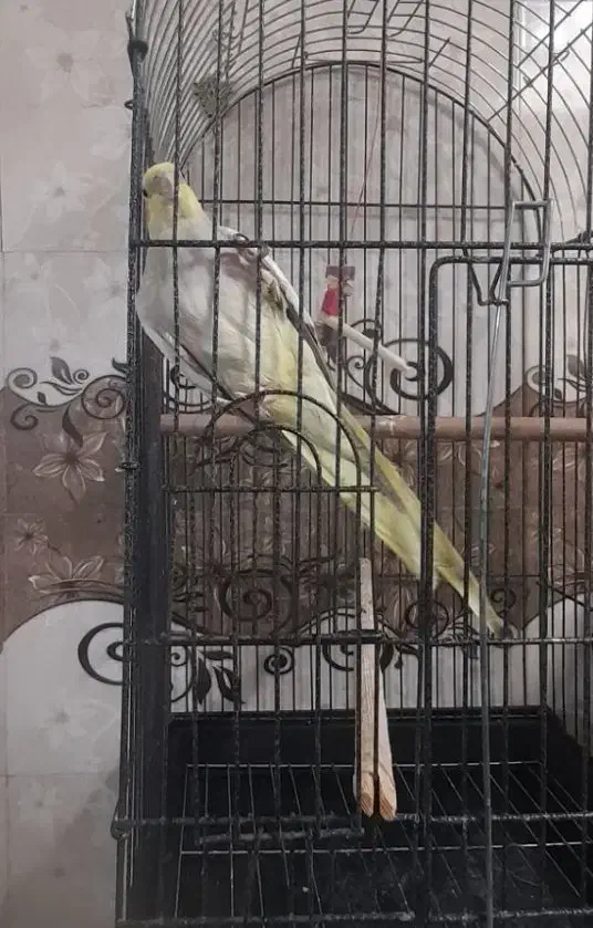 طوطی عروس زعفرانی|پرنده|همدان, |دیوار