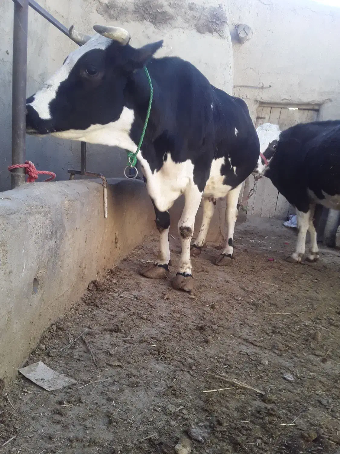 گاو شیری|حیوانات مزرعه|سجاس رود, |دیوار