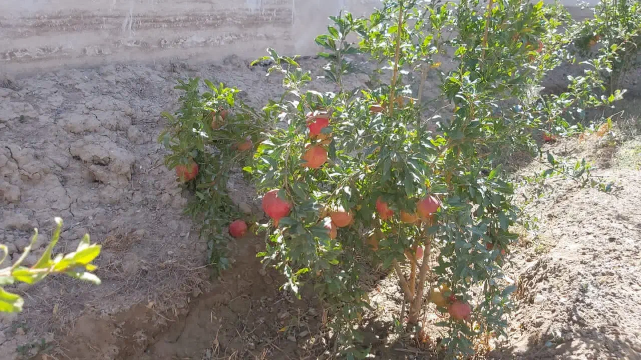 علف زنی و هرس درخت|خدمات باغبانی و درختکاری|اصفهان, براآن شمالی|دیوار