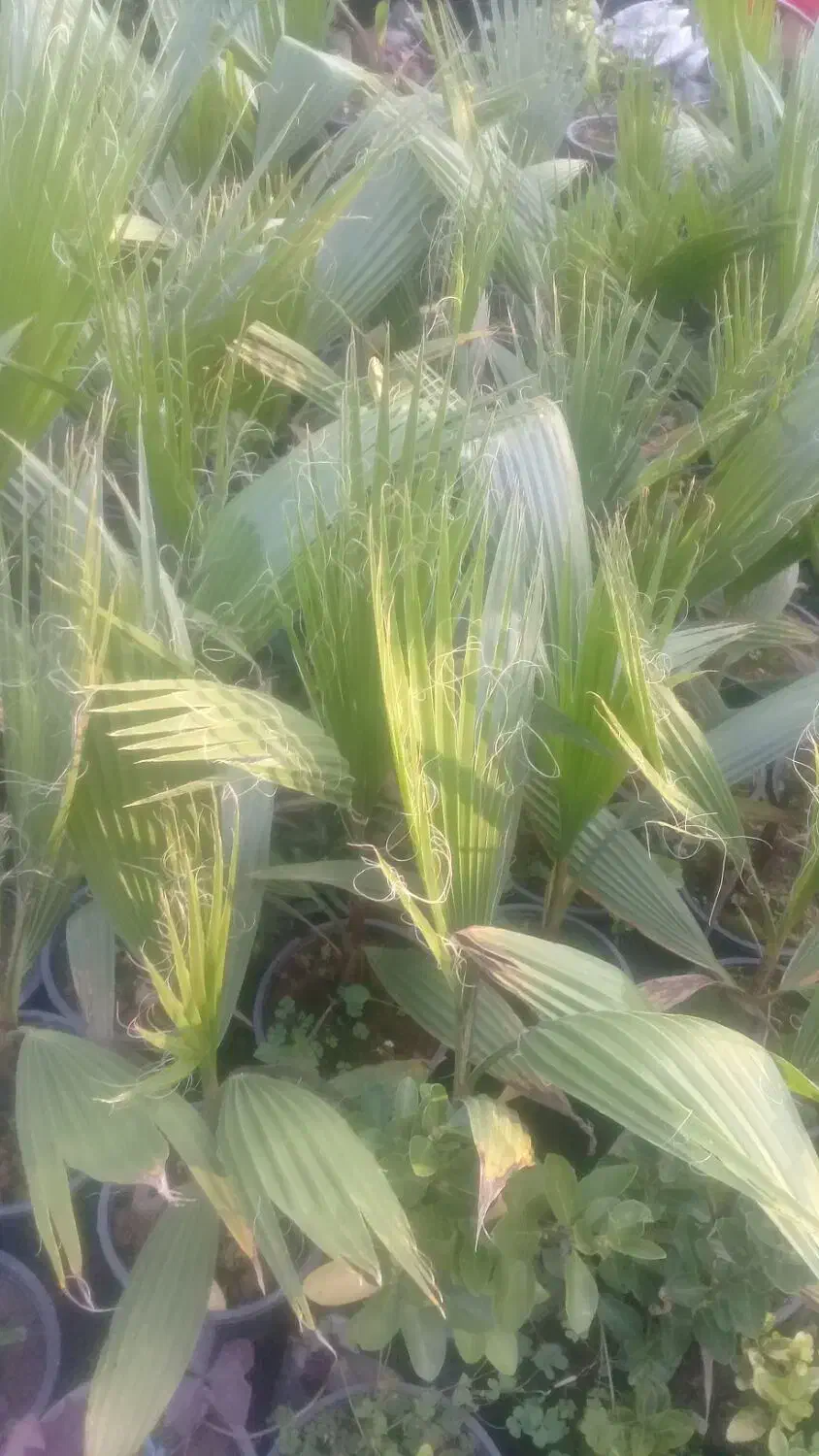 فروش پالم و یاس هلندی|گل و گیاه طبیعی|رحیمآباد, |دیوار