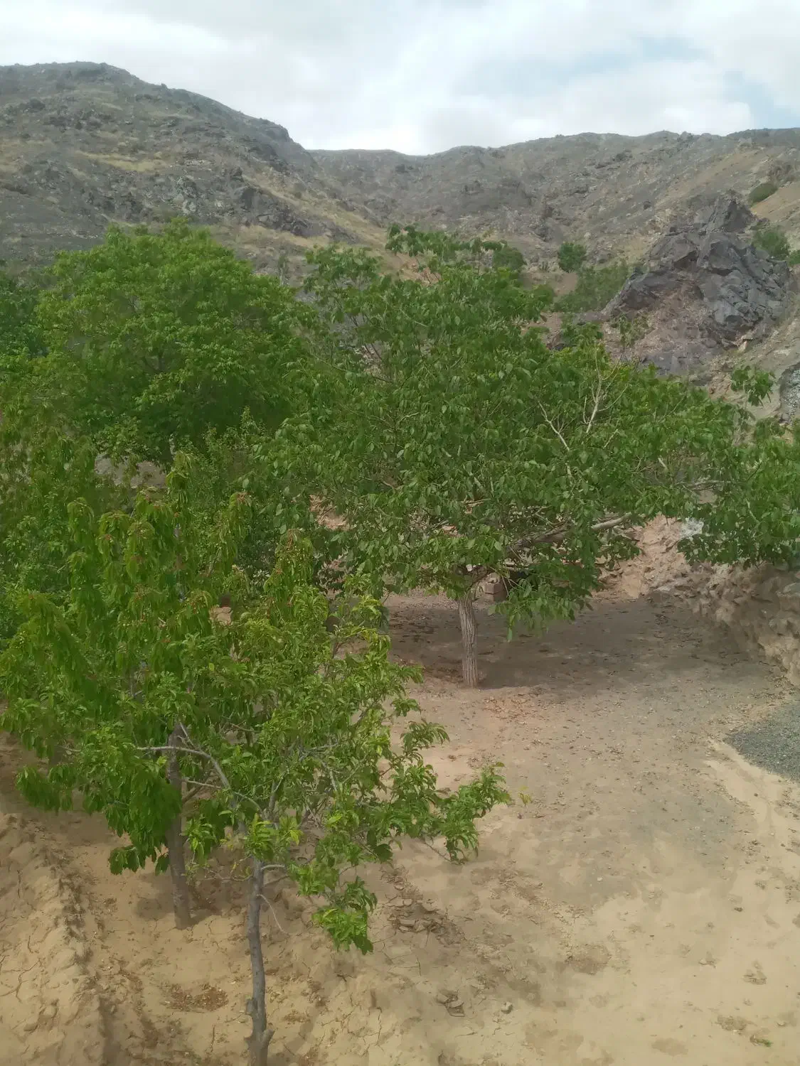 فروش  باغ رودگل قز|فروش خانه و ویلا|سبزوار, کراب|دیوار