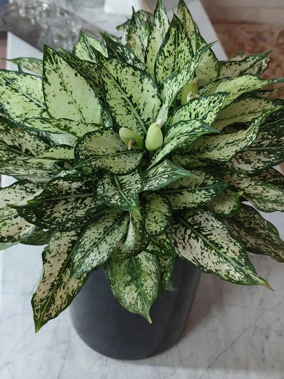 گل آپارتمانی|گل و گیاه طبیعی|قم, هفت تیر|دیوار