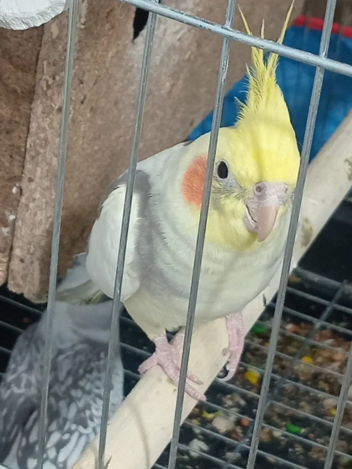 عروس هلندی|پرنده|محمدیه-قزوین, |دیوار