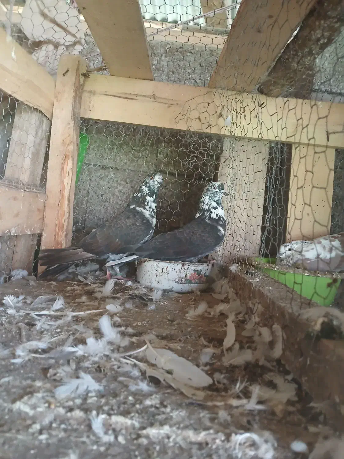 کبوتر|پرنده|کوچصفهان, |دیوار