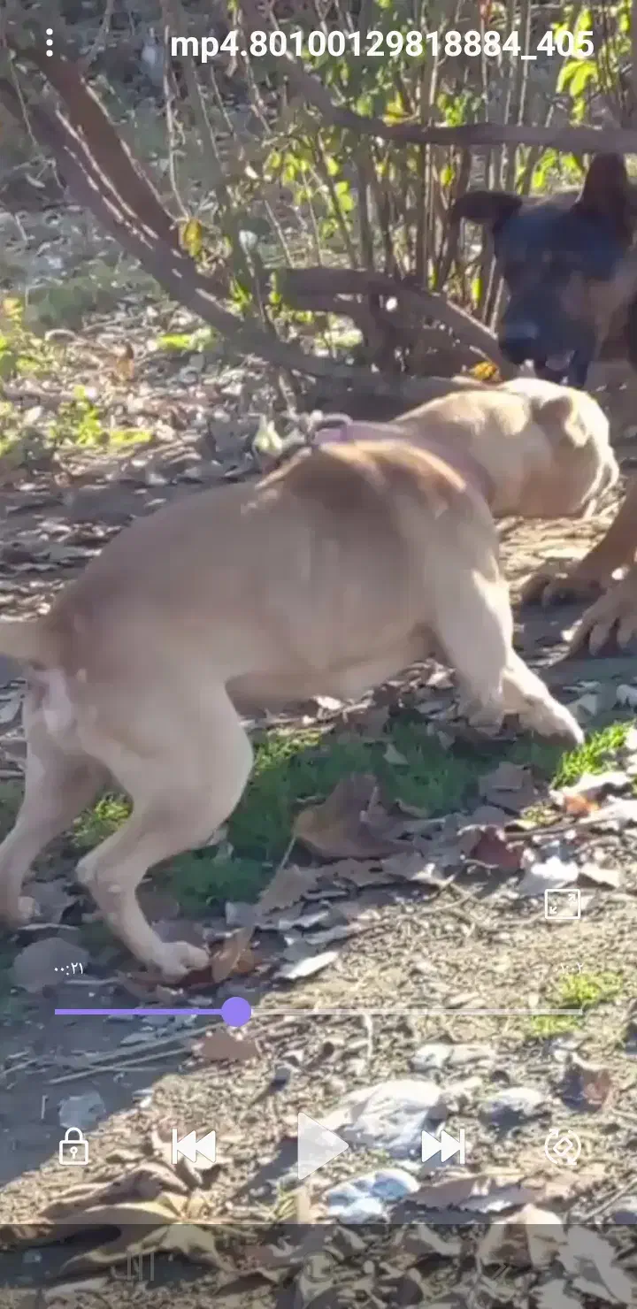 واگذاری حیوان|سگ|سرخنکلاته, |دیوار