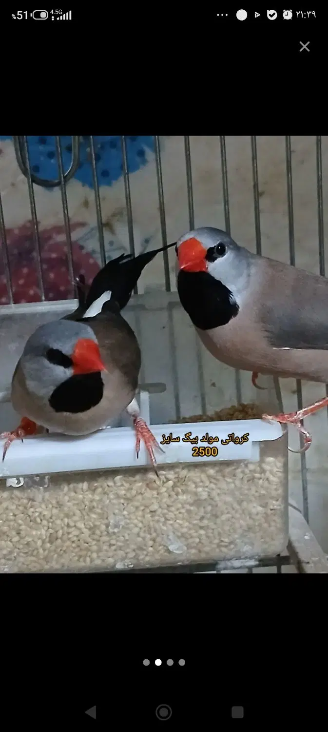 فنج|پرنده|شهرضا, |دیوار