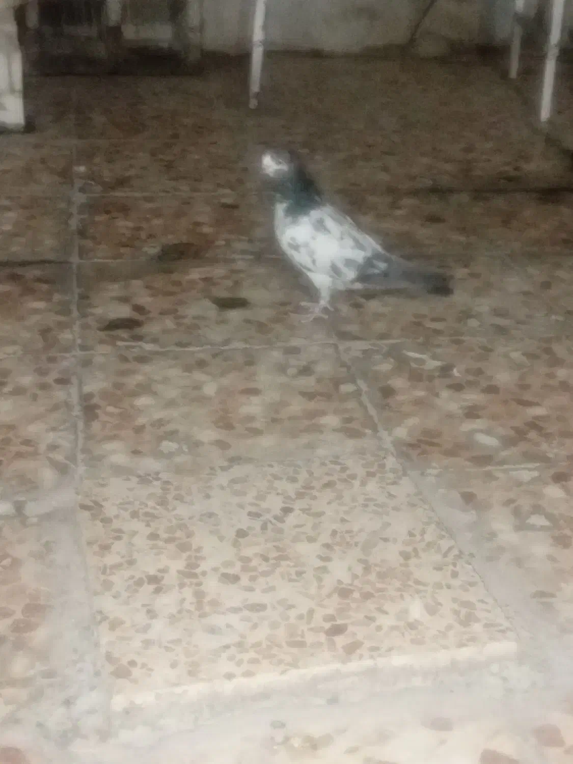 جوجه پاکستانی باخت دادم|پرنده|ایذه, |دیوار