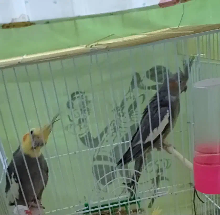 عروس هلندی سینامون|پرنده|اهواز, پردیس|دیوار