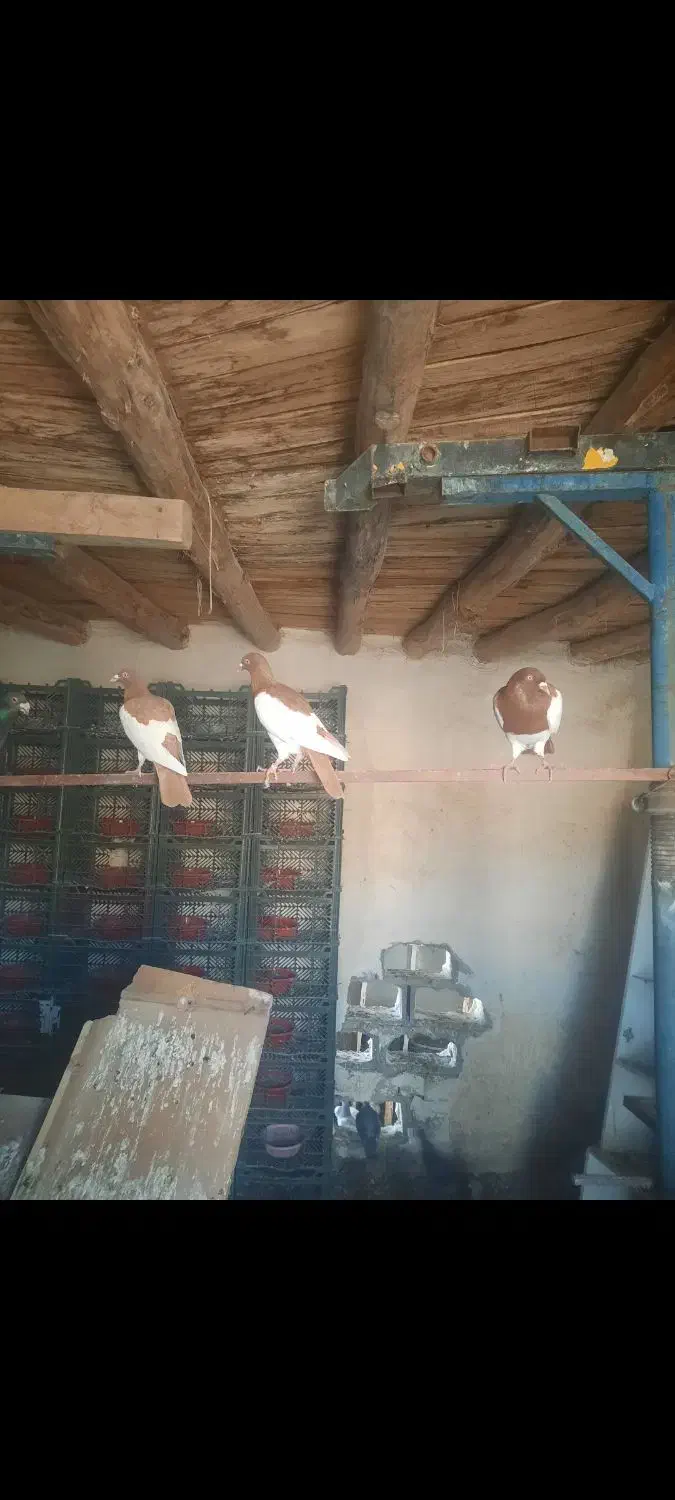 کبوتر یهودی وهومر|پرنده|ترکمانچای, |دیوار