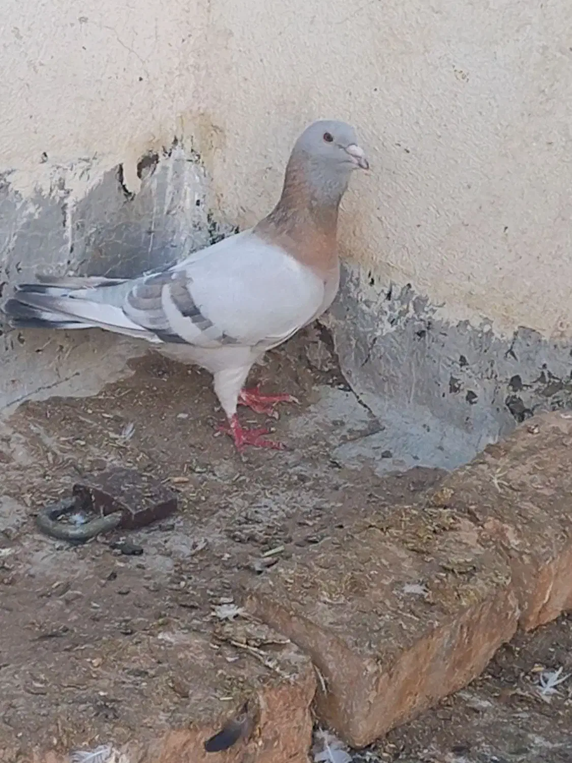 دوتا کبوتر|پرنده|اسفراین, |دیوار