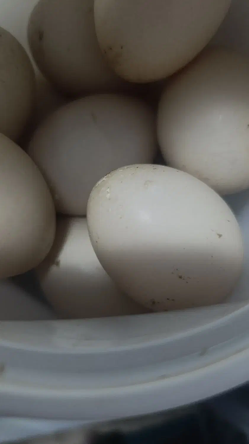 تخم اردک اسراییلی|خوردنی و آشامیدنی|خاتم, |دیوار