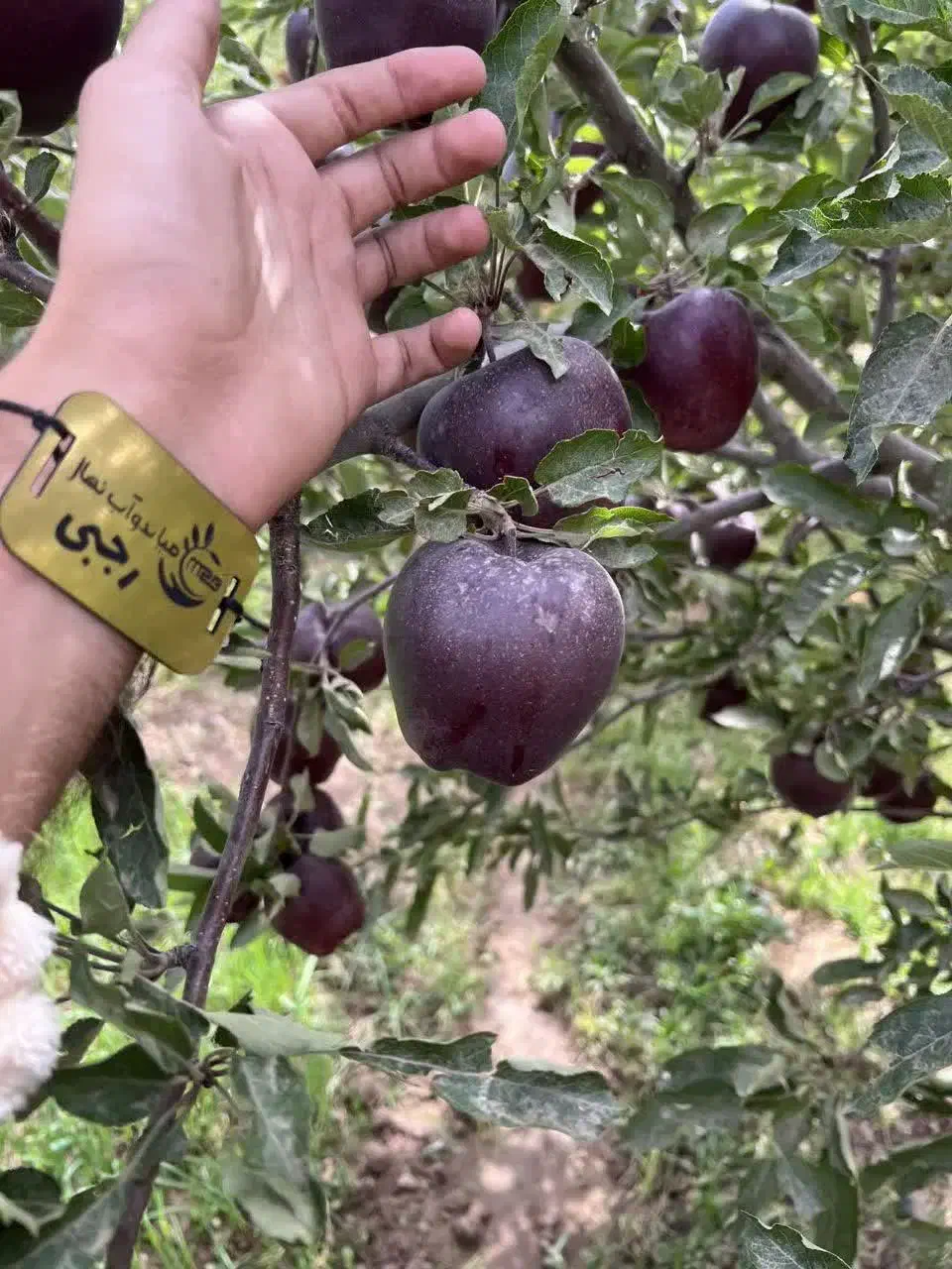 پخش‌ و تولید نهال سیب جرومین|خدمات باغبانی و درختکاری|هشتگرد, شهرک راه آهن|دیوار