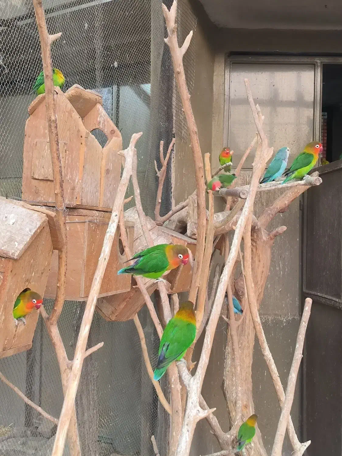 قبول واگذاری پرندگان|پرنده|کرج, حسن آباد|دیوار