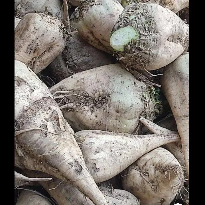 فروش چغندرقند تازع برای دام وخوراک|خوردنی و آشامیدنی|بشاریات, |دیوار