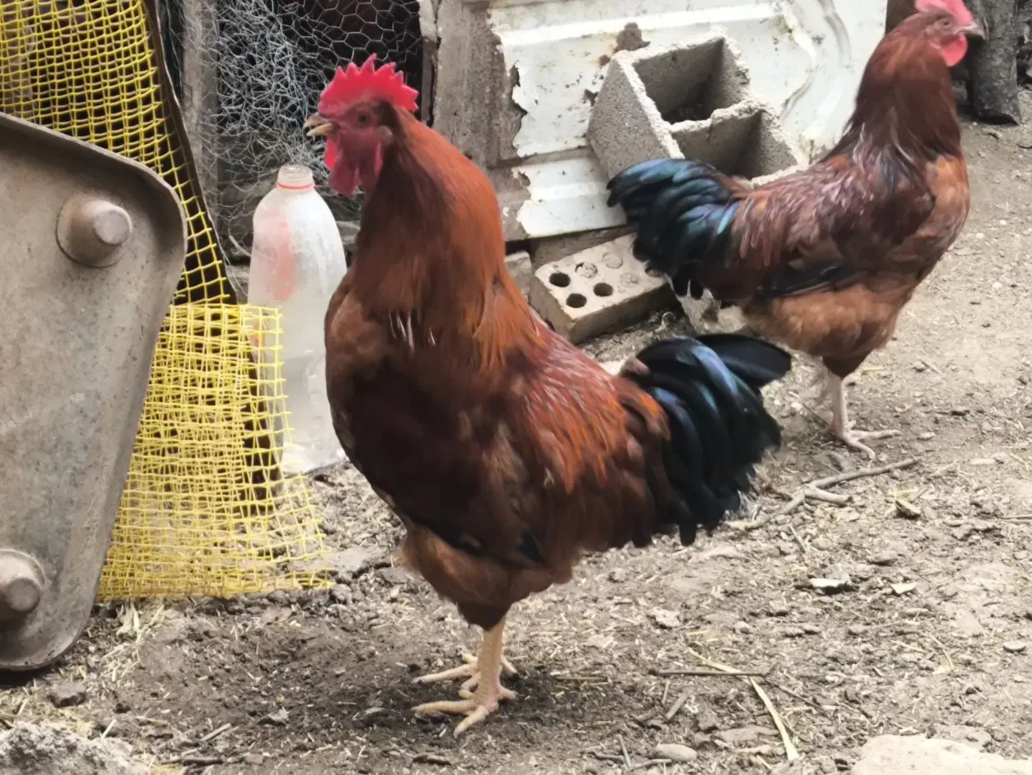 خروس جوان 7ماهه درشت|حیوانات مزرعه|آزادشهر, |دیوار