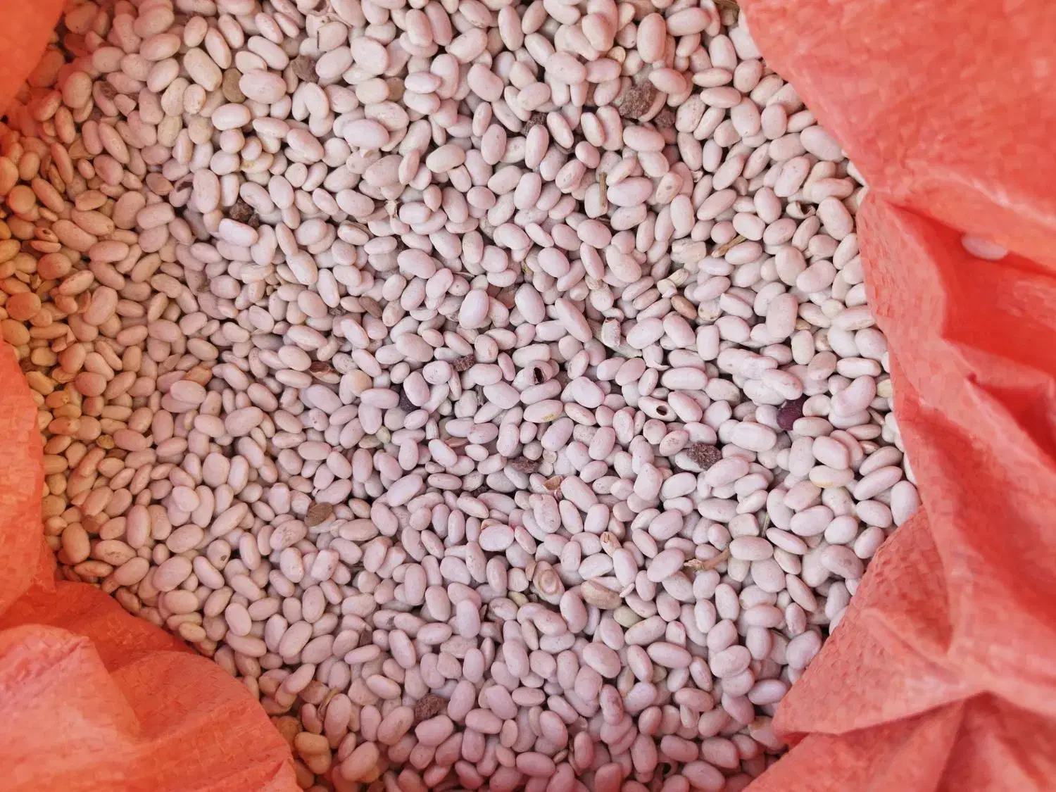 لوبیا سفید|خوردنی و آشامیدنی|فیروزآباد (لرستان), |دیوار