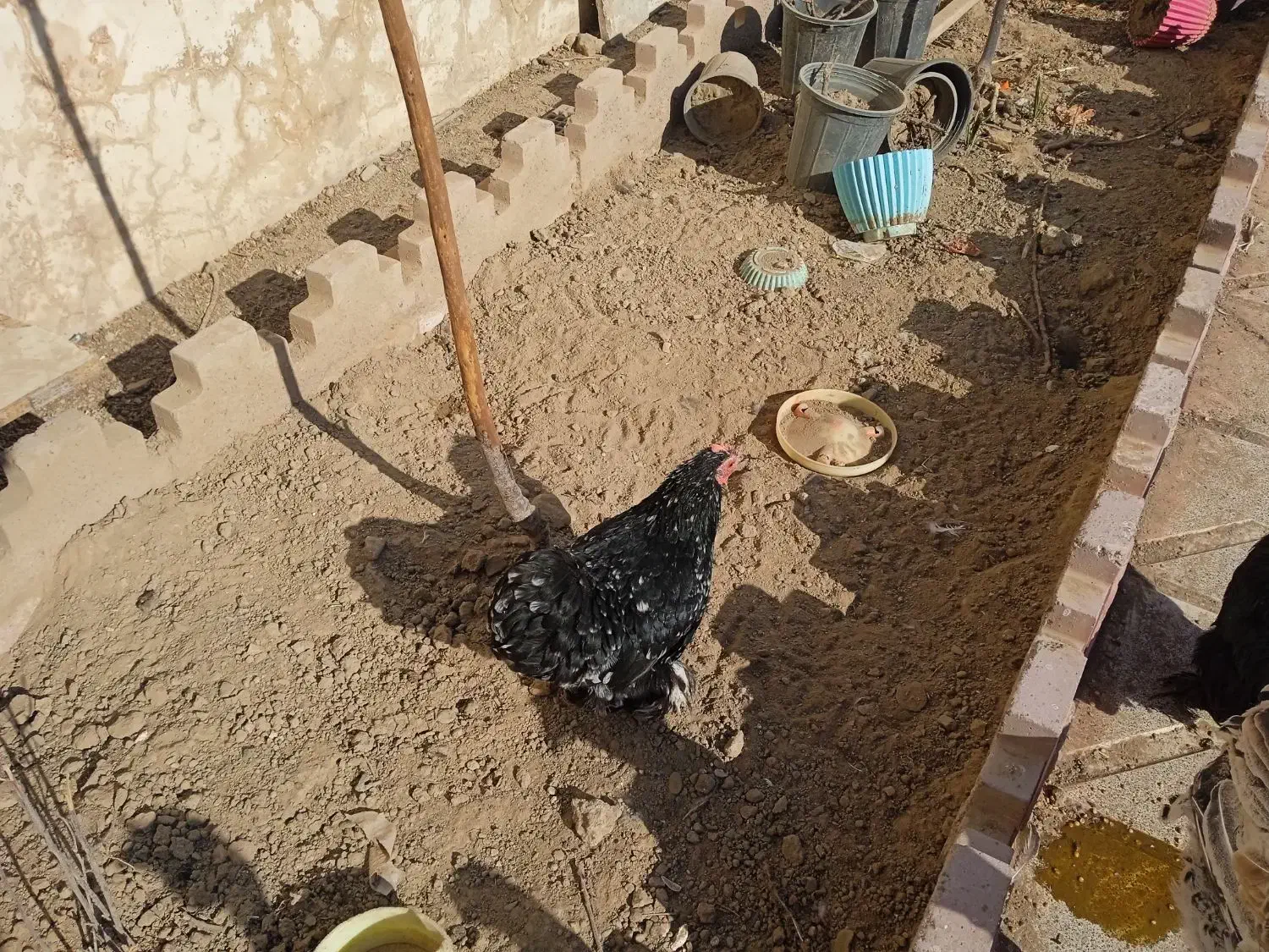 مرغ خروس بوقلمون|حیوانات مزرعه|مشهد, پروین اعتصامی|دیوار