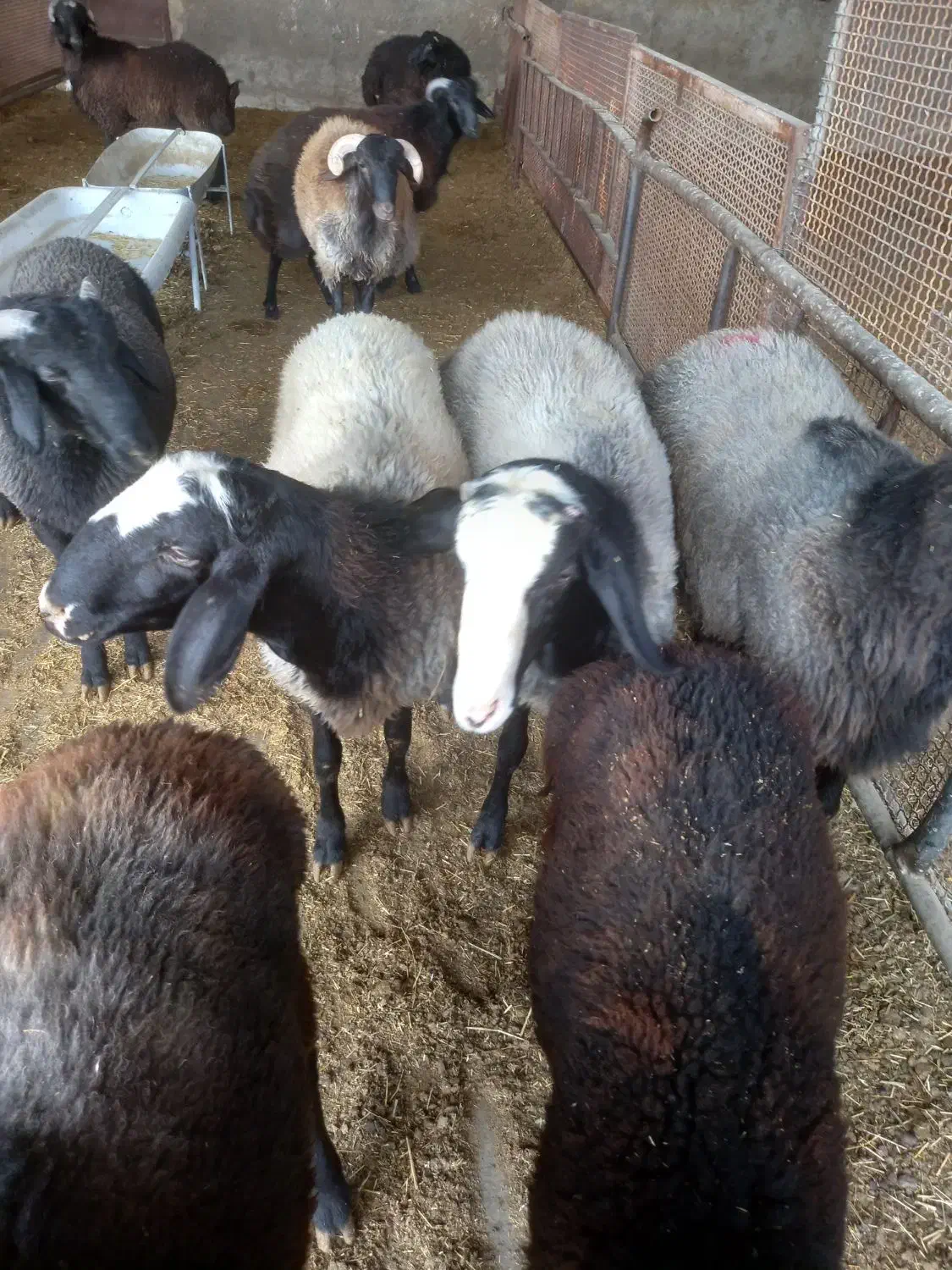 قوچ|حیوانات مزرعه|کهریزک, |دیوار