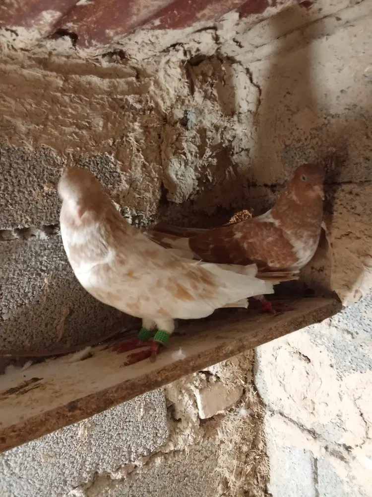 مقطوع|پرنده|چمران, |دیوار