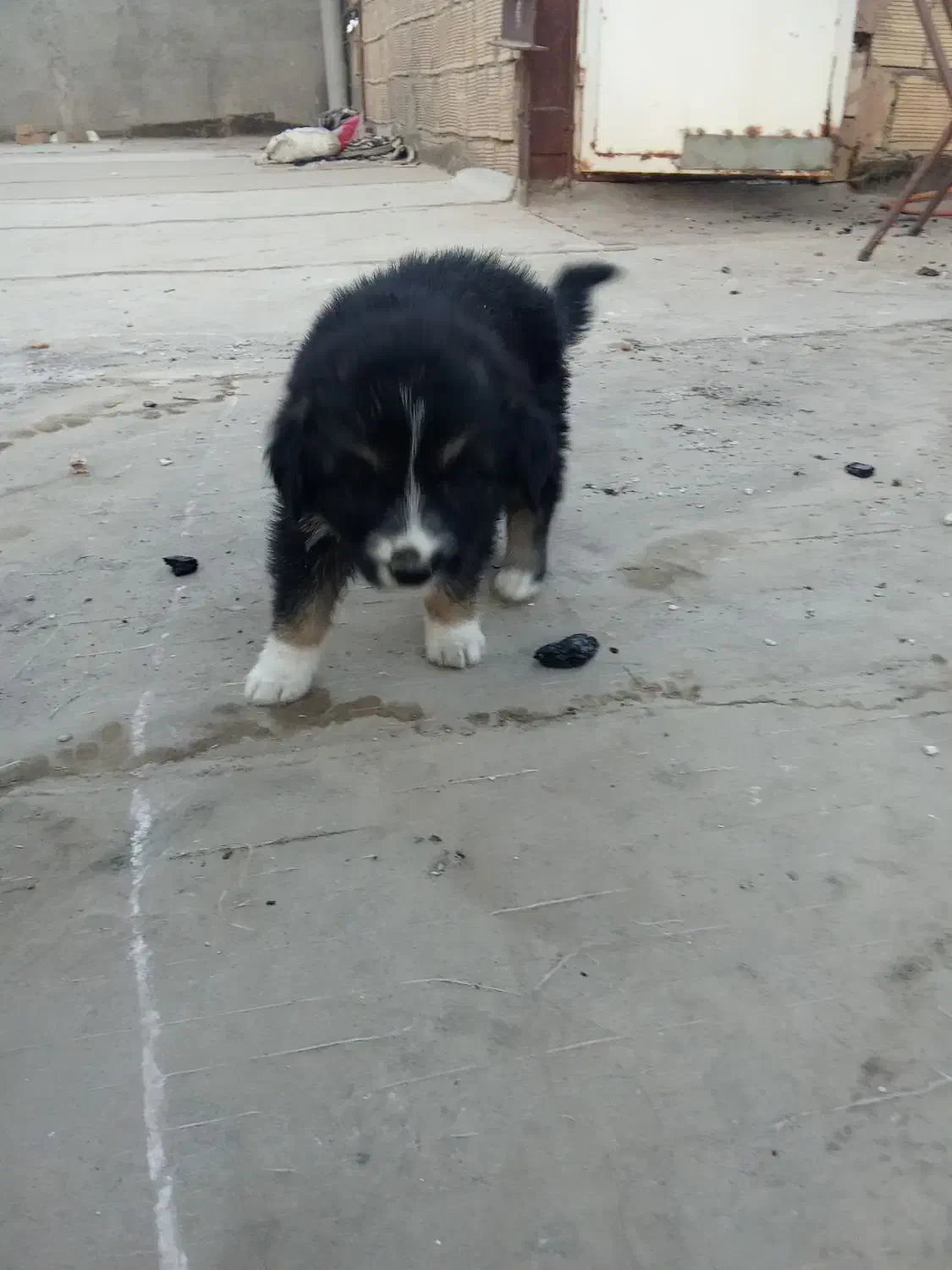 سگ فروش فوری|سگ|مشهد, همت آباد|دیوار