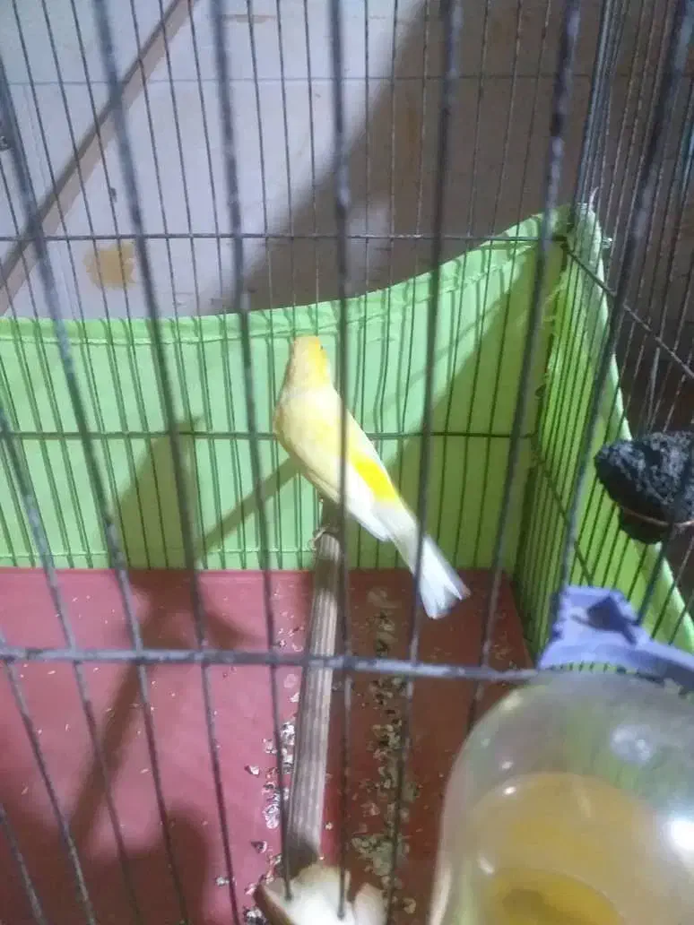 قناری|پرنده|قدس, شهر‌قدس|دیوار