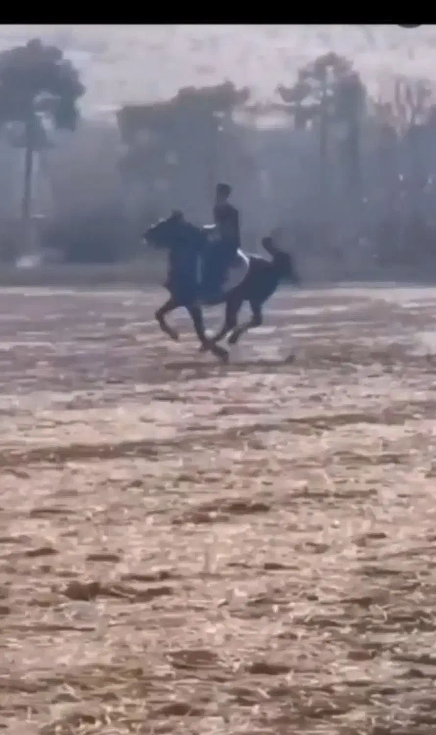 اسب نر عرب سرحال برازجان|اسب و تجهیزات اسبسواری|برازجان, |دیوار