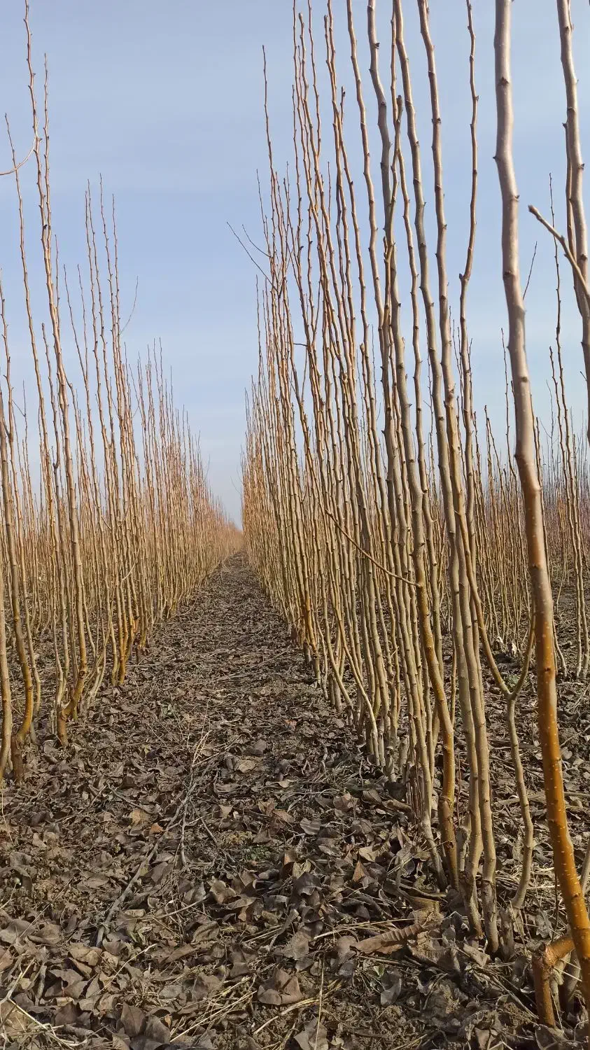 نهال ودرخت|خدمات باغبانی و درختکاری|چناران, |دیوار