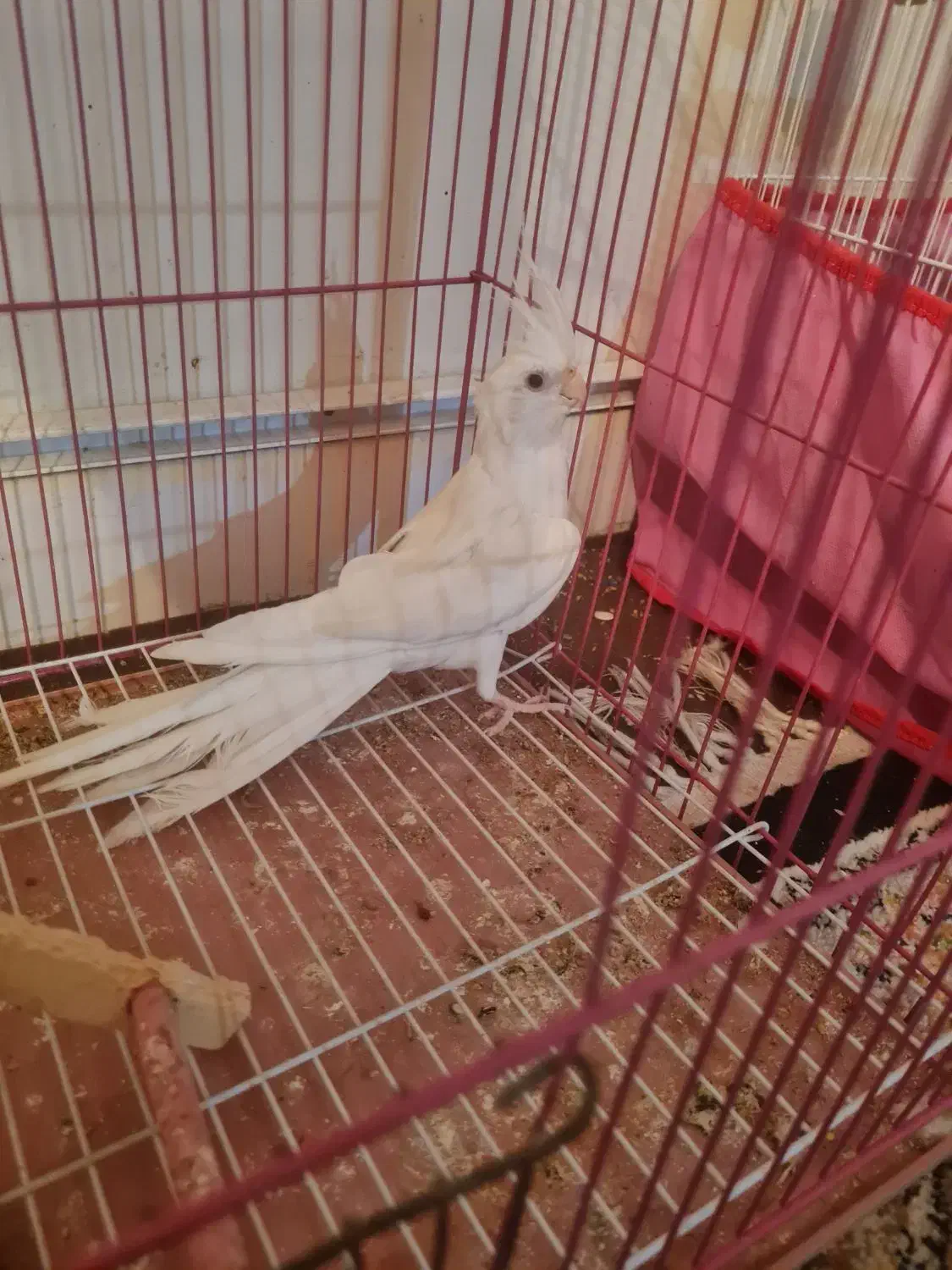 عروس هلندی نر البینو|پرنده|صدرا-فارس, فاز ۱|دیوار