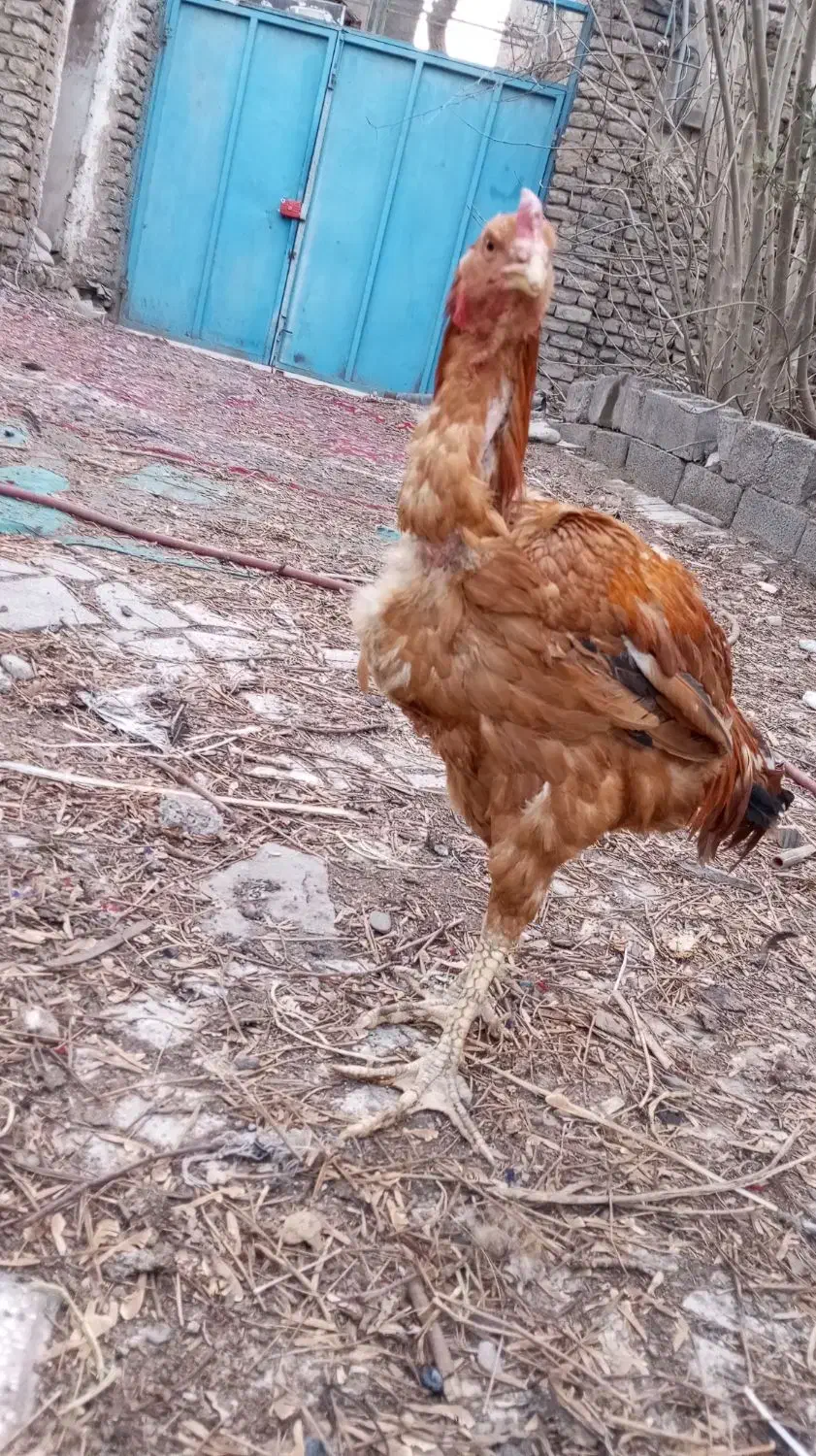 خروس لاری|حیوانات مزرعه|مشهد, باغون آباد|دیوار