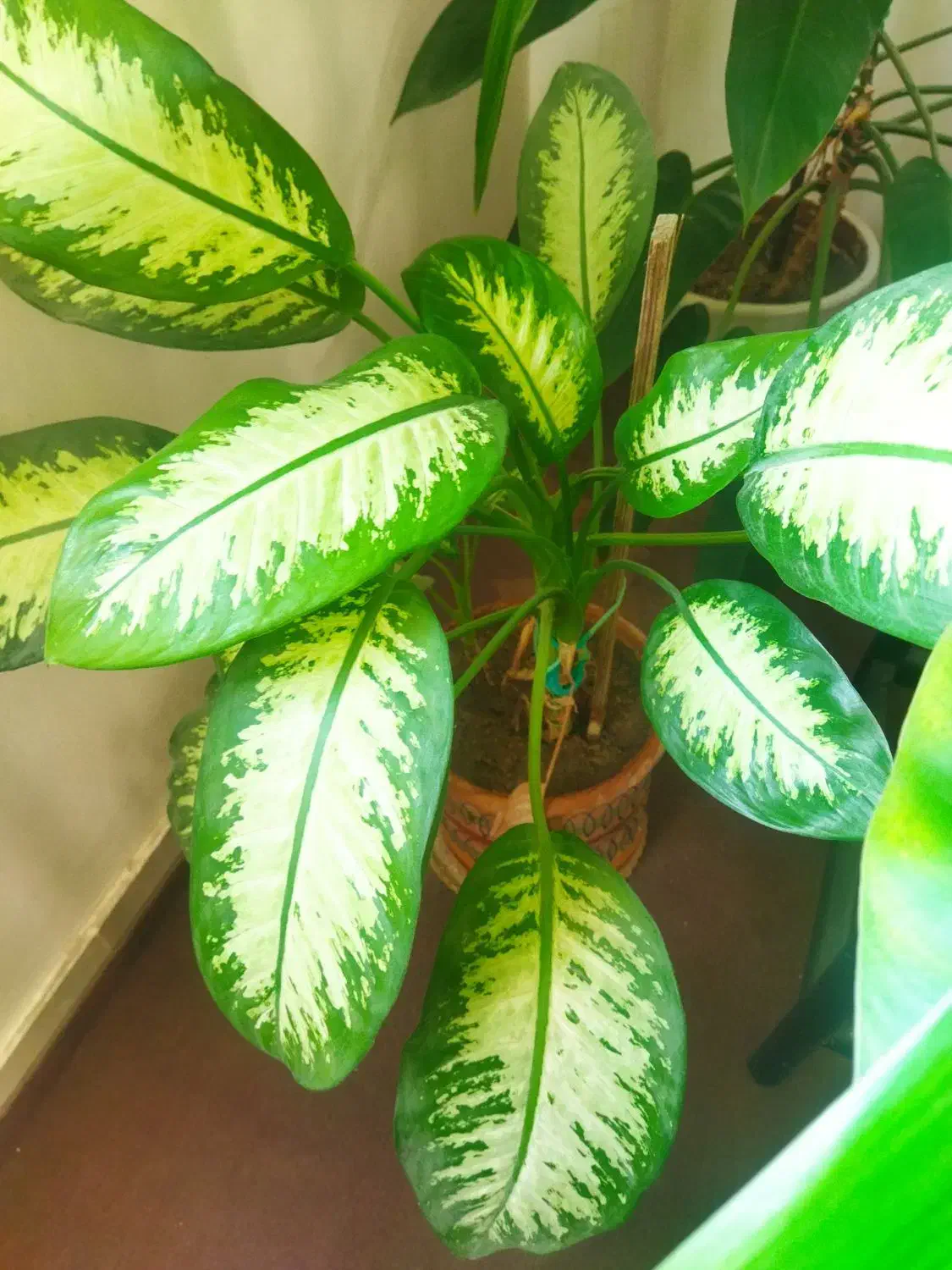 گل طبیعی|گل و گیاه طبیعی|بروجرد, |دیوار