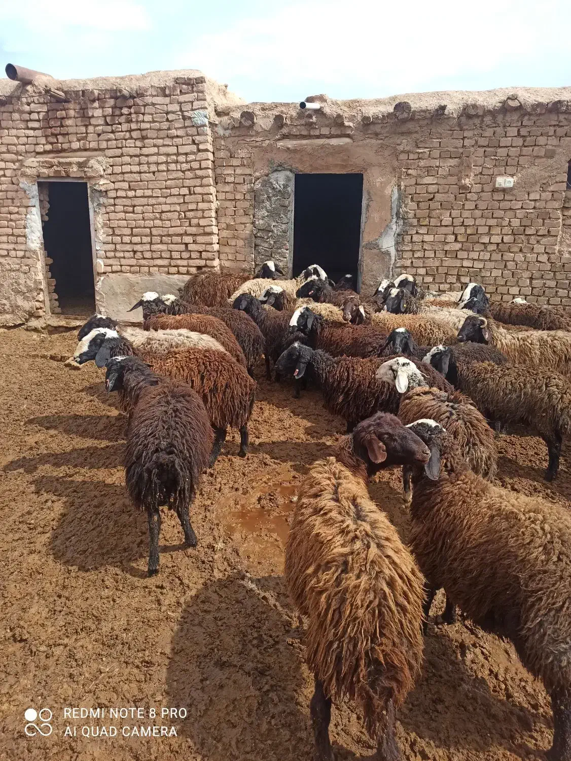 بره  نر چاق درجه یک کم دنبه ۳۰راس وبره قوچ شال|حیوانات مزرعه|قزوین, |دیوار