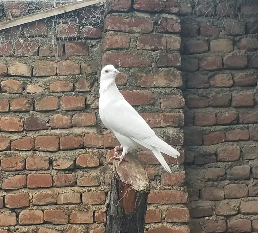 کبوتر|پرنده|نقده, |دیوار