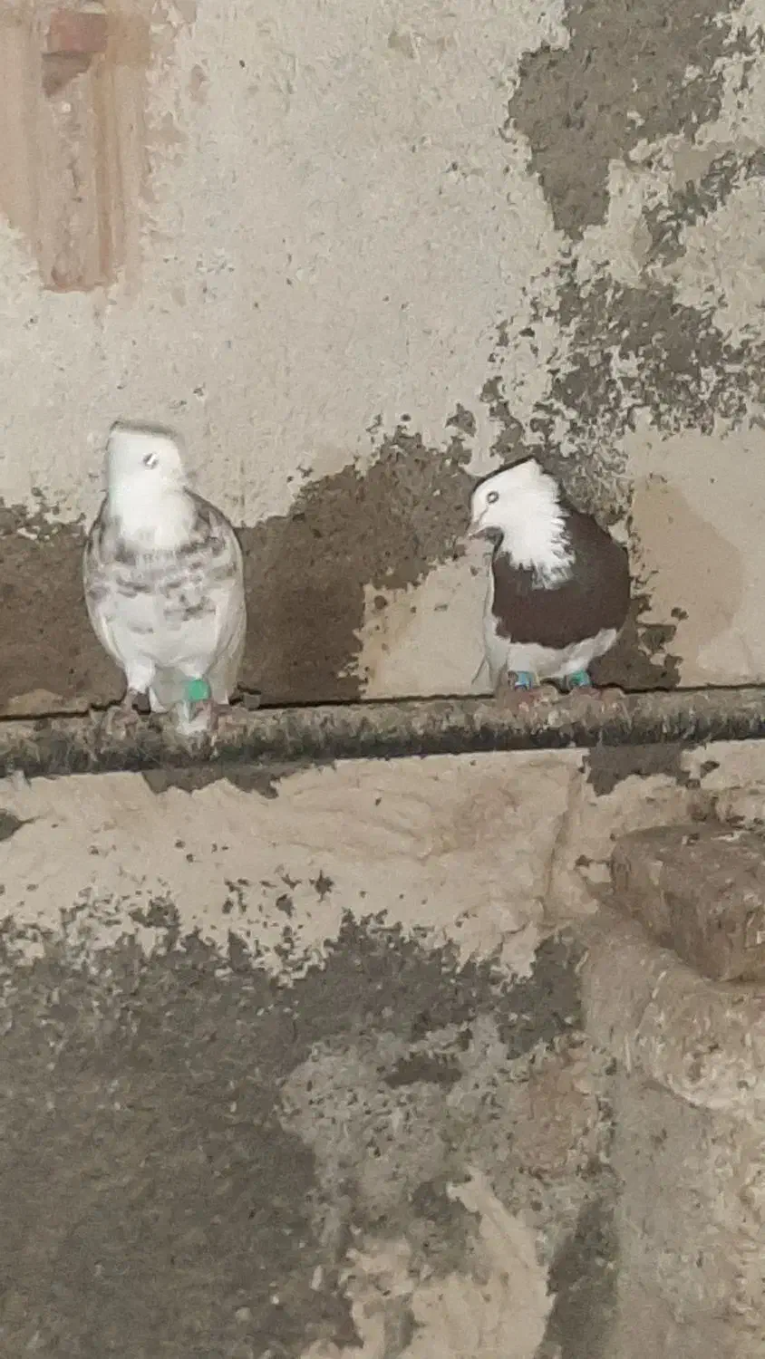 کفتر|پرنده|مشهد, چهاربرج|دیوار