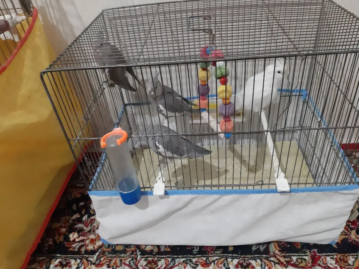 جوجه عروس هلندی|پرنده|قم, نیروگاه|دیوار