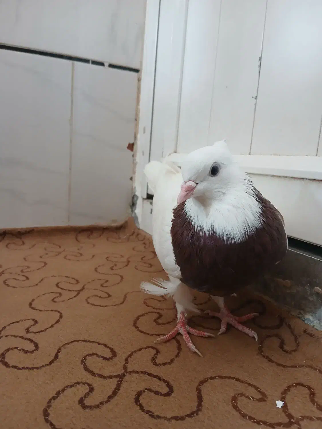 ماده طوقی سرخ|پرنده|خمینیشهر, |دیوار