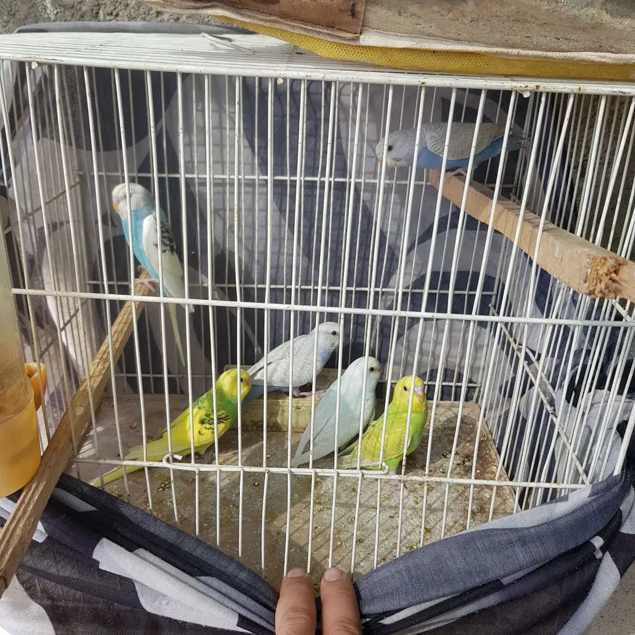 مرغ عشق رنگین کمانی قفس کابینت|پرنده|مشهد, سپاد|دیوار