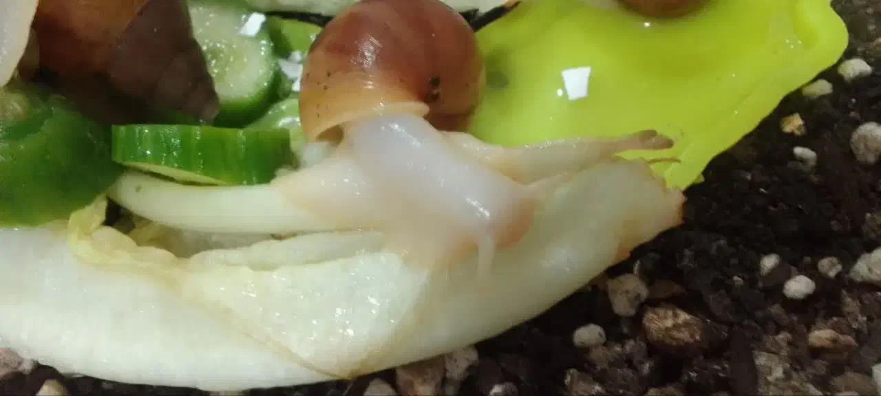 حلزون|خزنده|اهواز, کوی مهدیس|دیوار