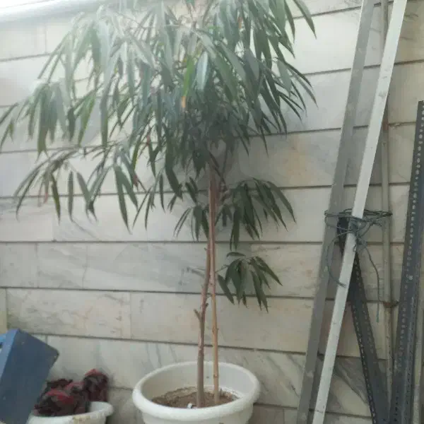 امستل بزرگ|گل مصنوعی|کرج, بنیاد|دیوار