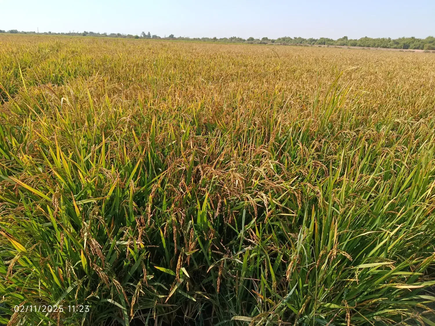 شلتوک|عمدهفروشی|شوشتر, |دیوار