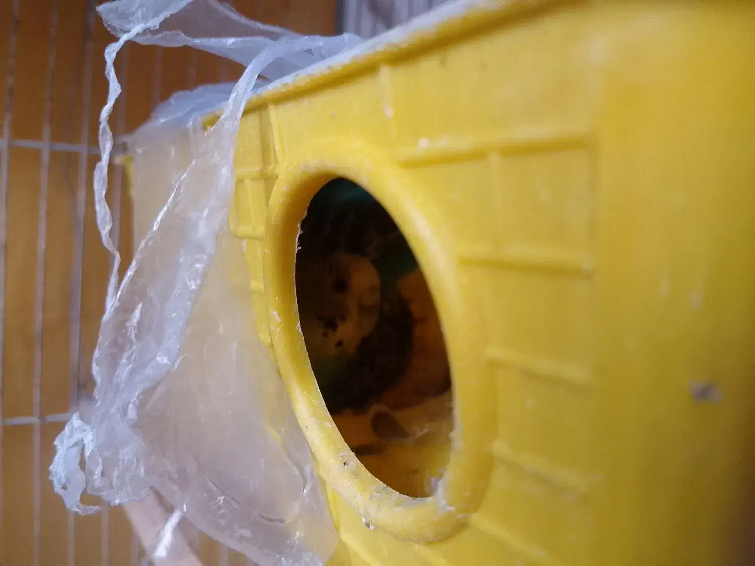 یه جفت مرغ عشق روی تخم|پرنده|چناران, |دیوار