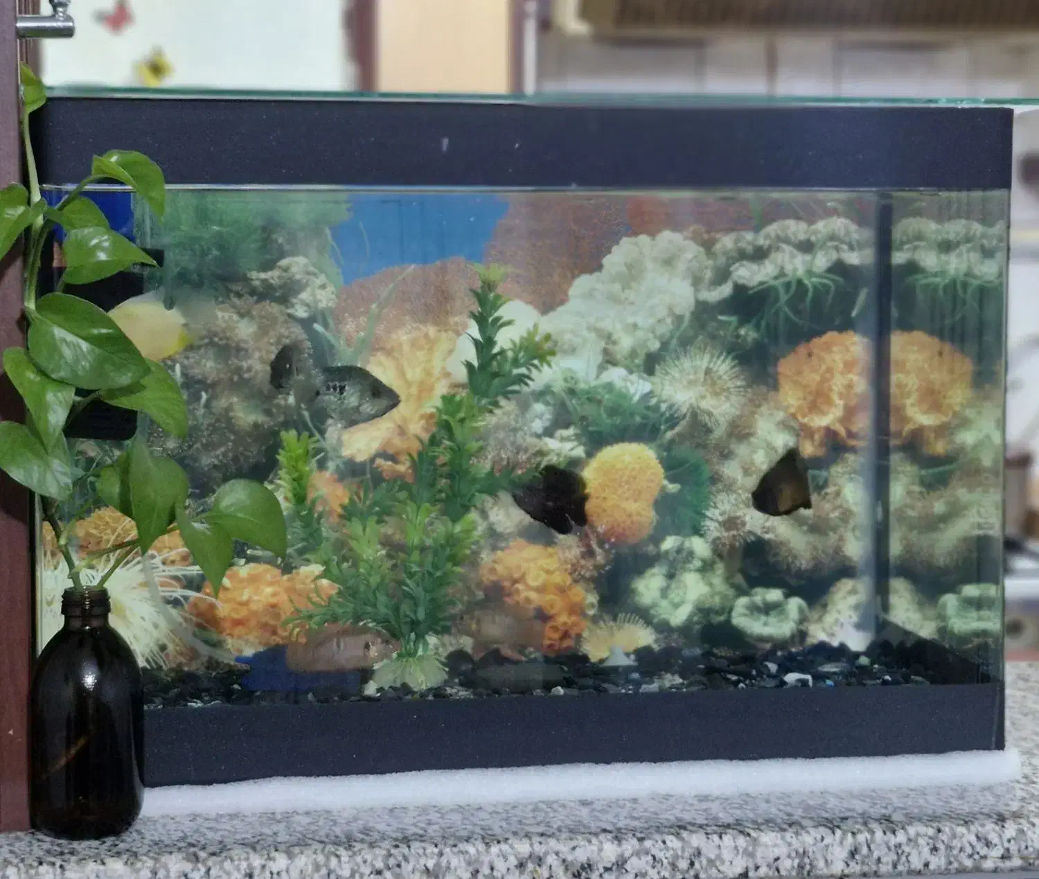 آکواریوم شیشه خم با وسایل و ماهی|ماهی|کرج, کیانمهر|دیوار