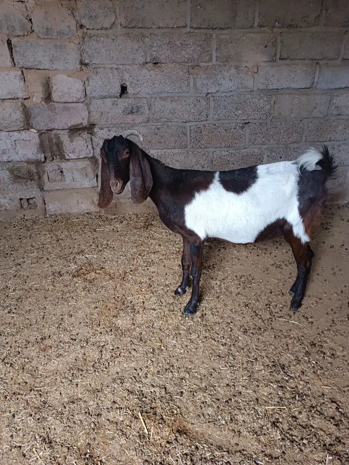 بز نژدی|حیوانات مزرعه|بهبهان, |دیوار