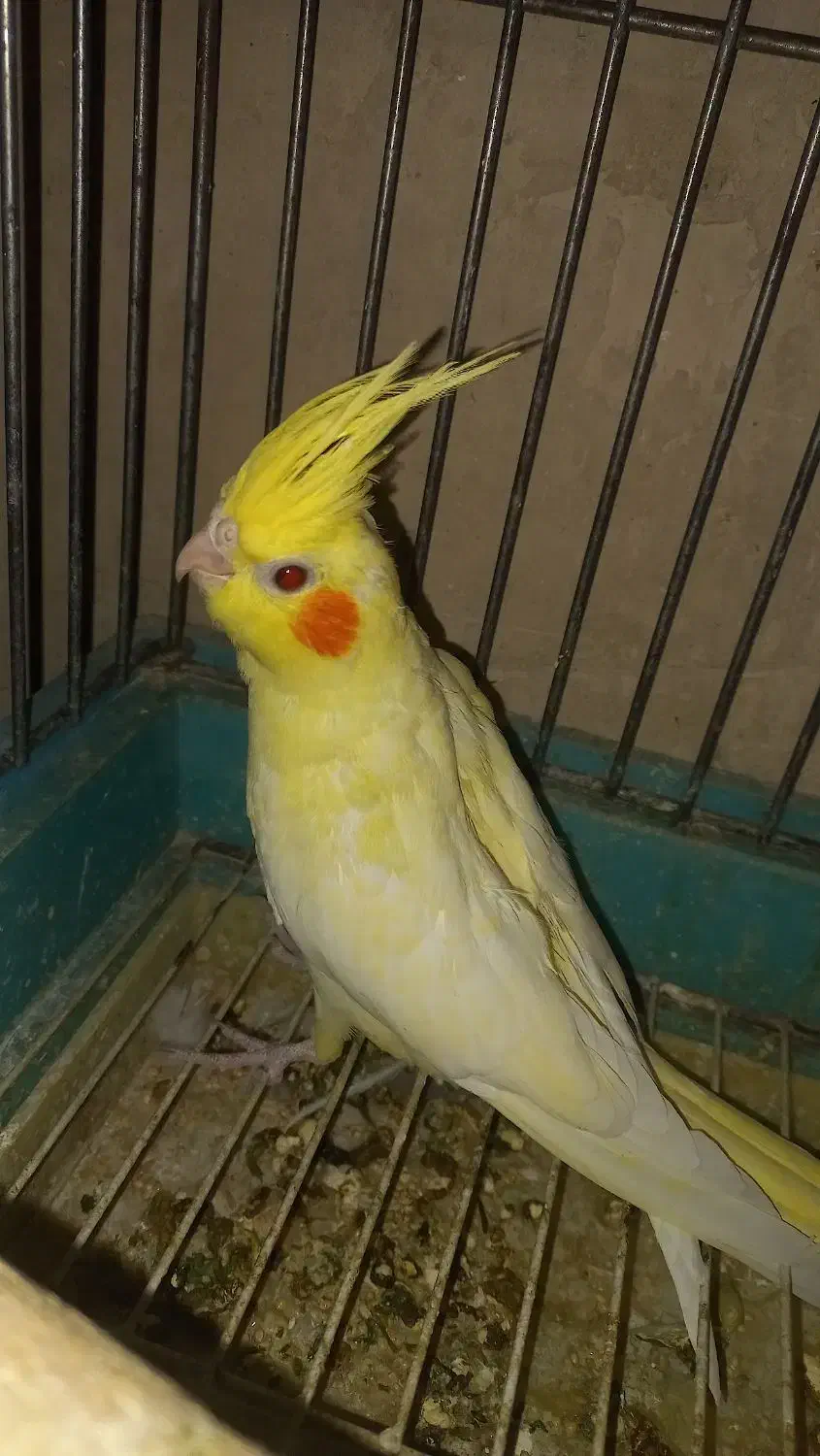 جوجه عروس هلندی|پرنده|قدس, شهرقدس|دیوار