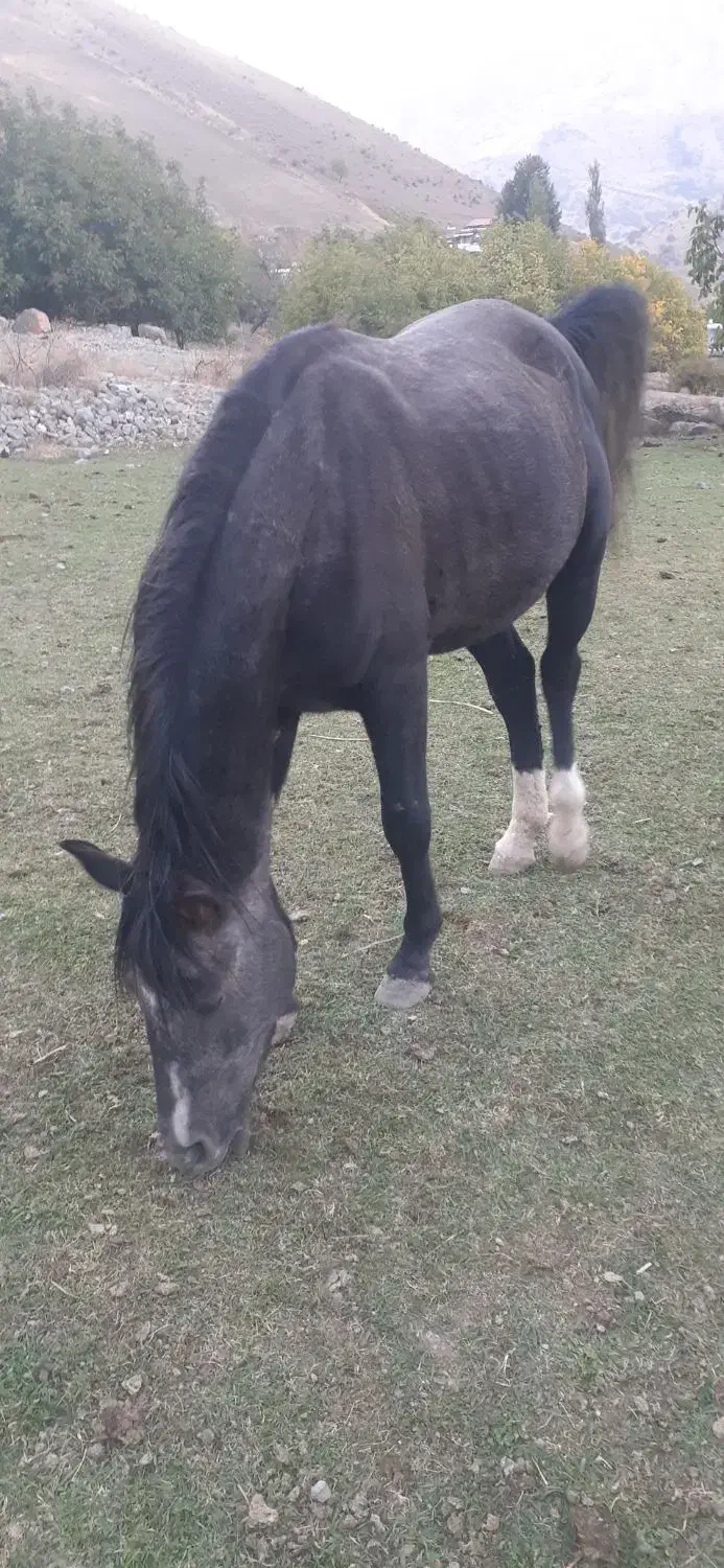 اسب|اسب و تجهیزات اسب‌سواری|موگوئی, |دیوار